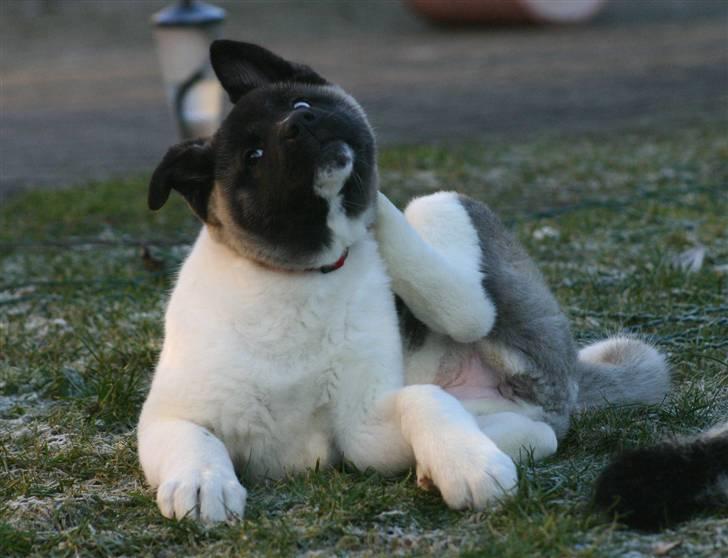 American Akita Kee billede 5