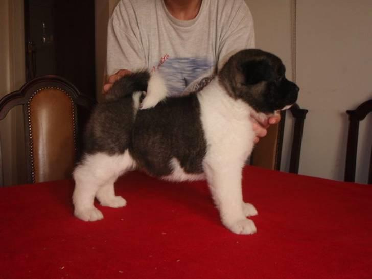 American Akita Kee billede 6