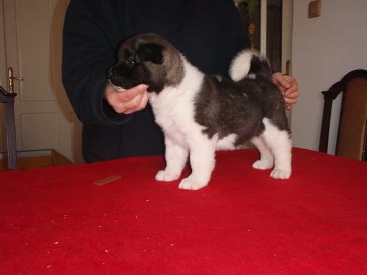 American Akita Kee billede 7
