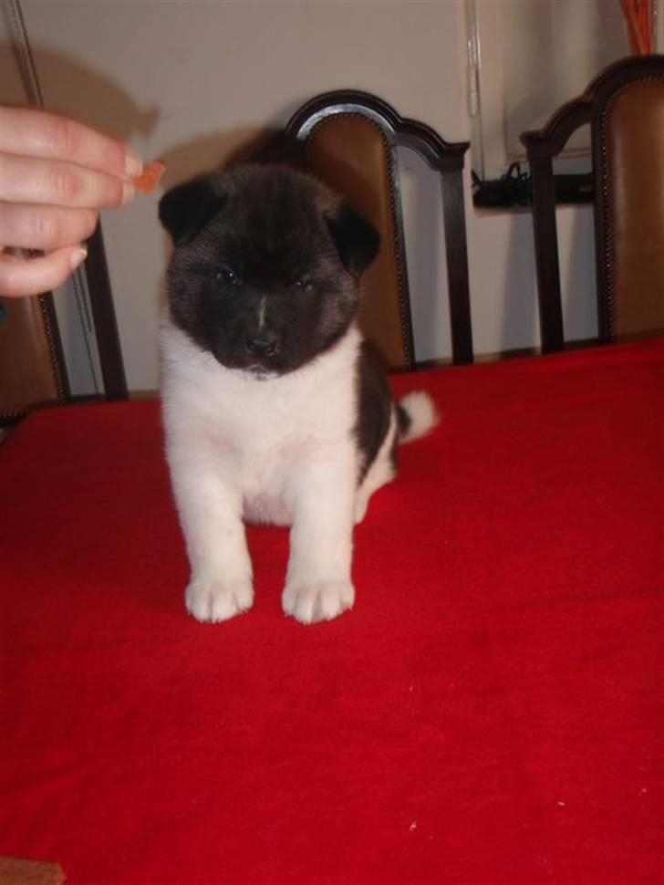 American Akita Kee billede 8