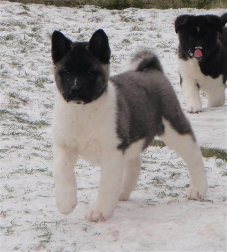 American Akita Kee billede 9