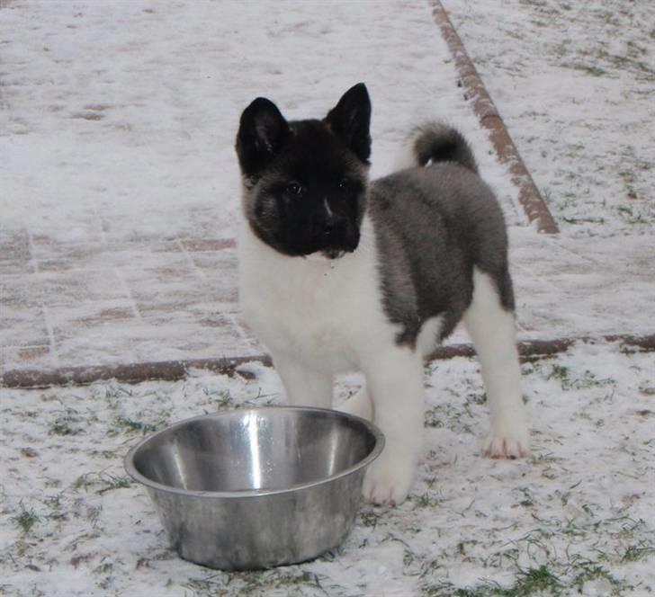 American Akita Kee billede 10