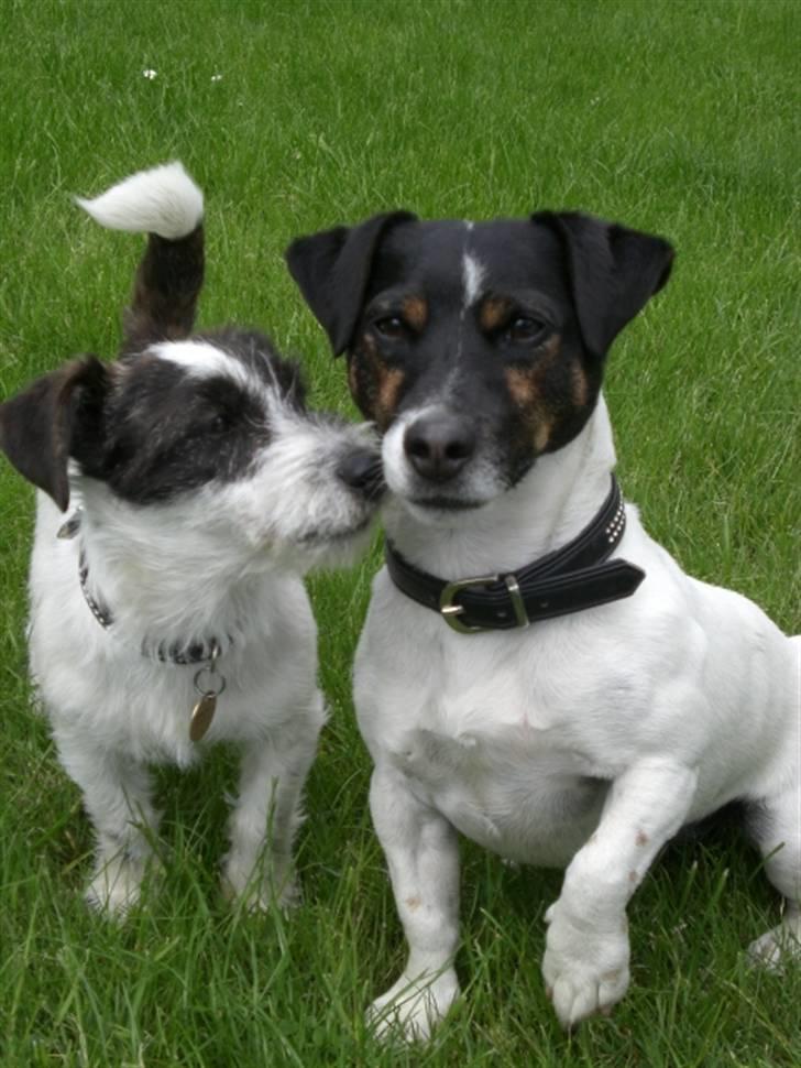 Jack russell terrier Frygtløs billede 2