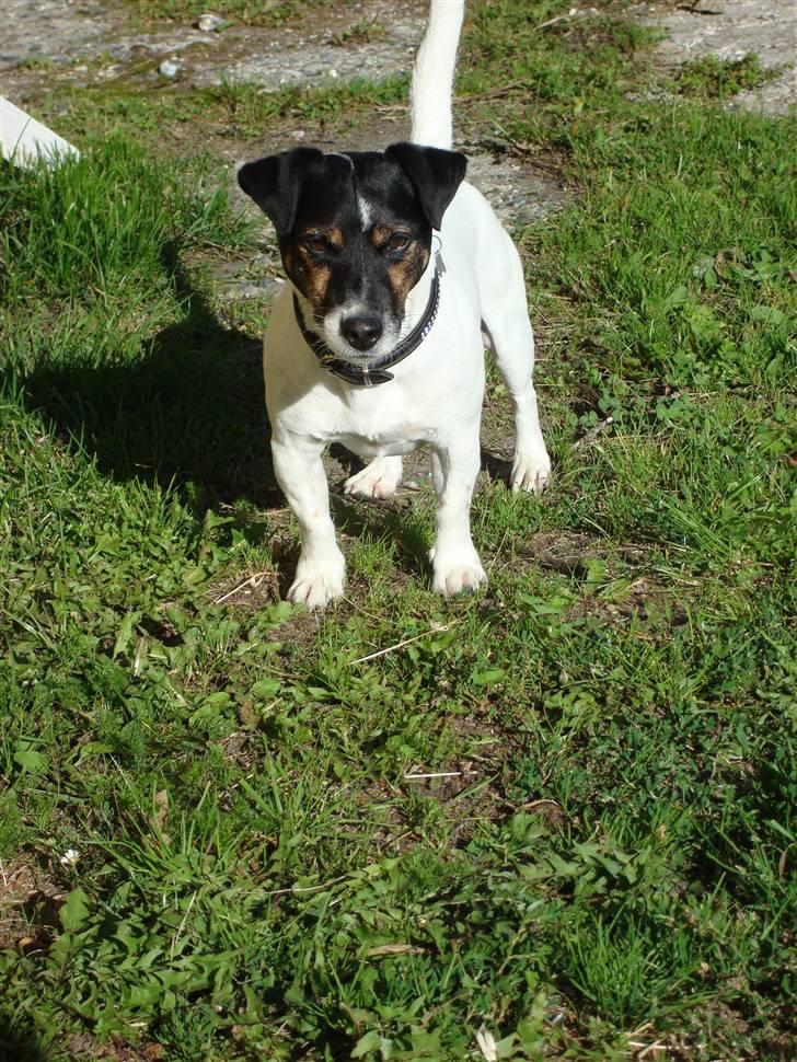 Jack russell terrier Frygtløs billede 3