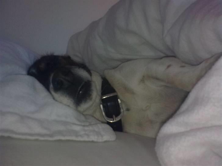 Jack russell terrier Frygtløs billede 4