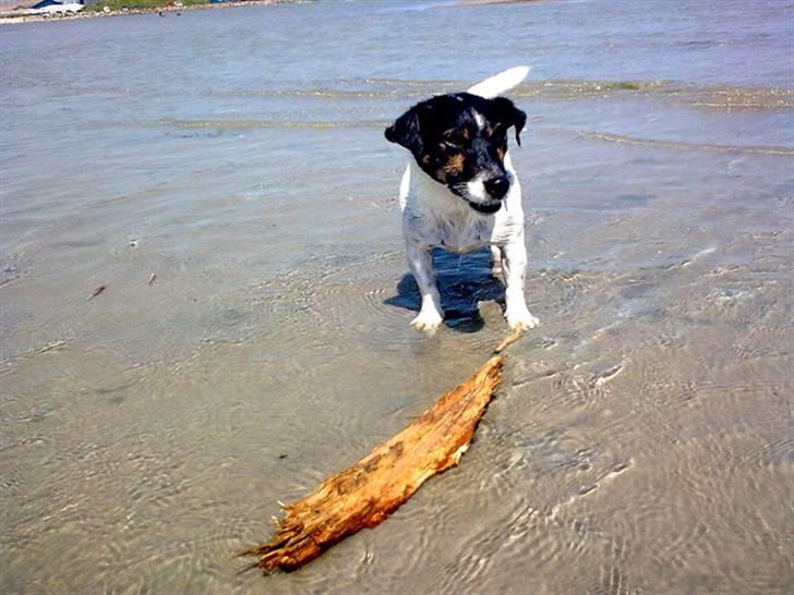 Jack russell terrier Frygtløs billede 5