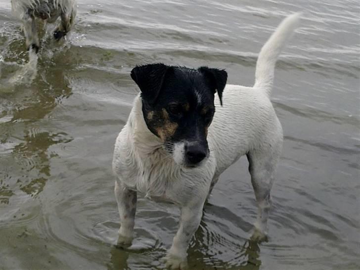 Jack russell terrier Frygtløs billede 6