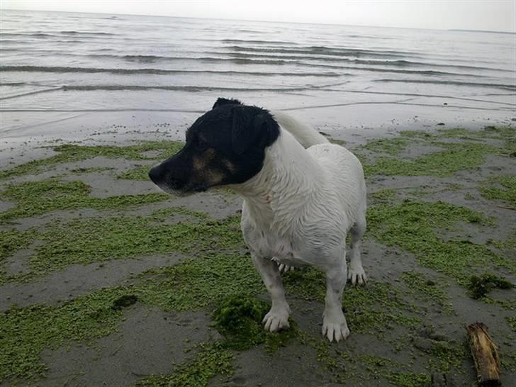 Jack russell terrier Frygtløs billede 7