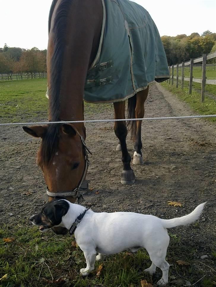 Jack russell terrier Frygtløs billede 8