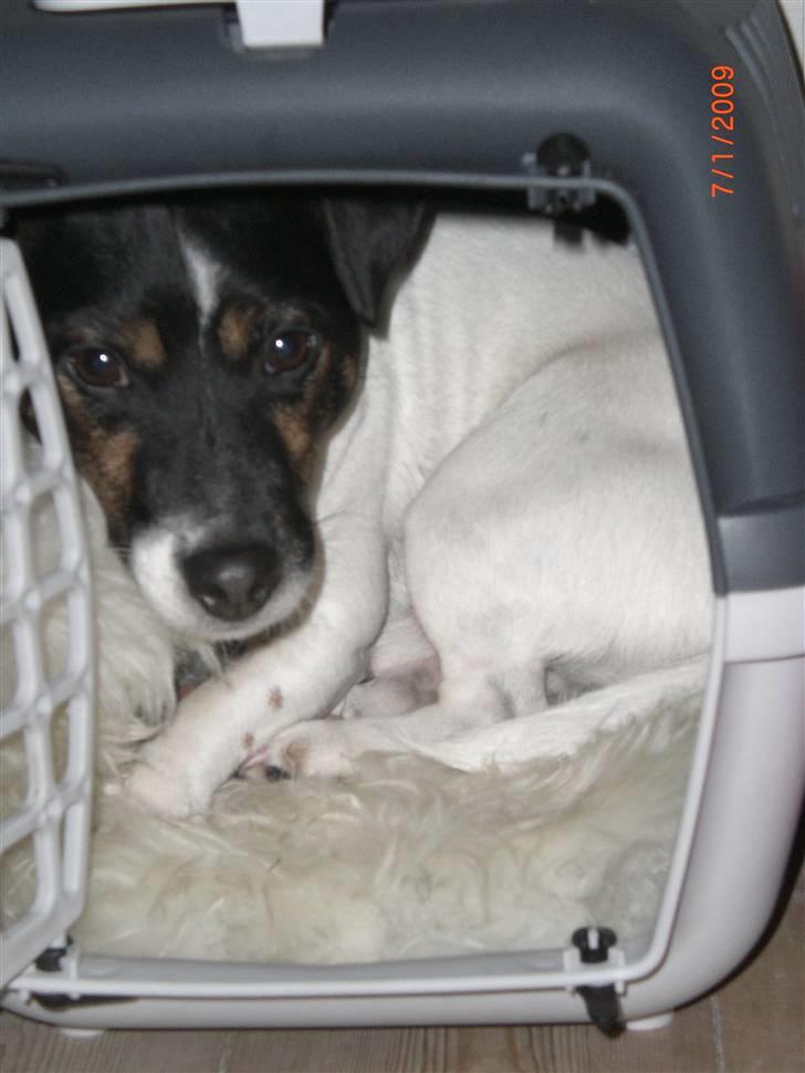 Jack russell terrier Frygtløs billede 9