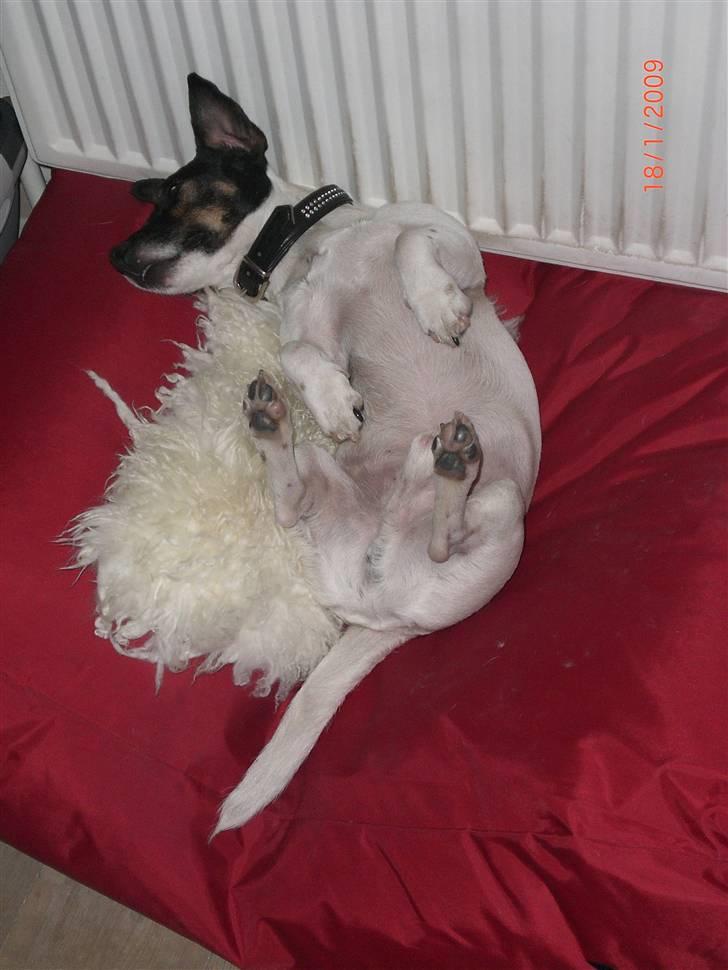 Jack russell terrier Frygtløs billede 10