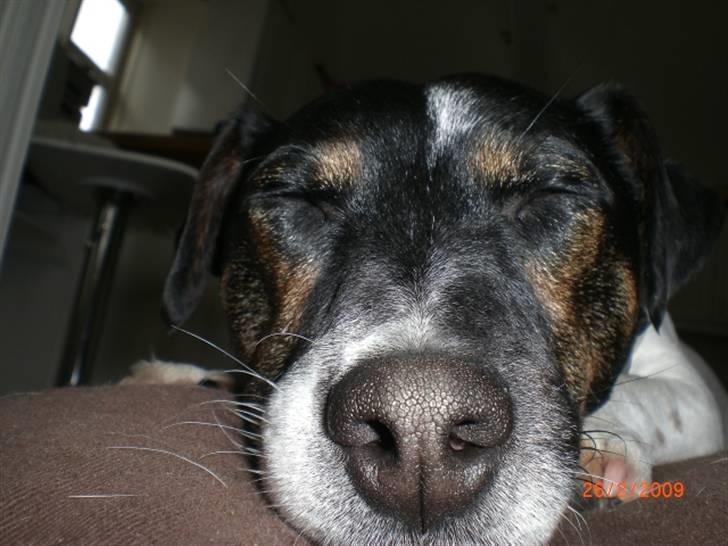 Jack russell terrier Frygtløs billede 11