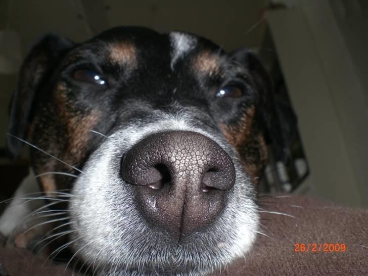 Jack russell terrier Frygtløs billede 12