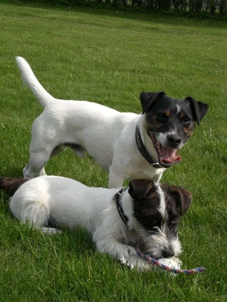 Jack russell terrier Frygtløs billede 13