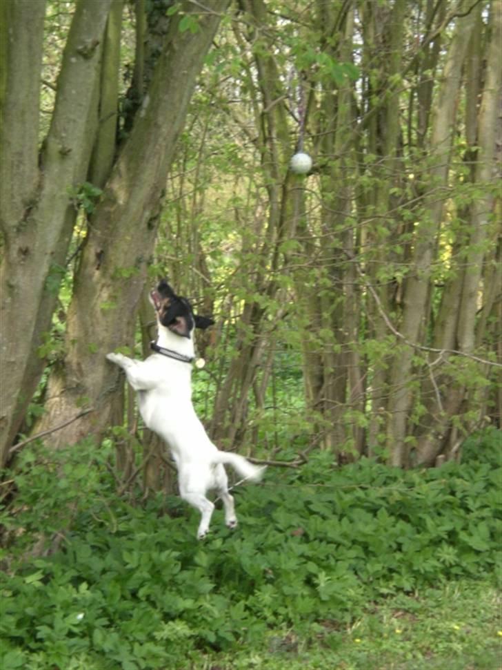 Jack russell terrier Frygtløs billede 14