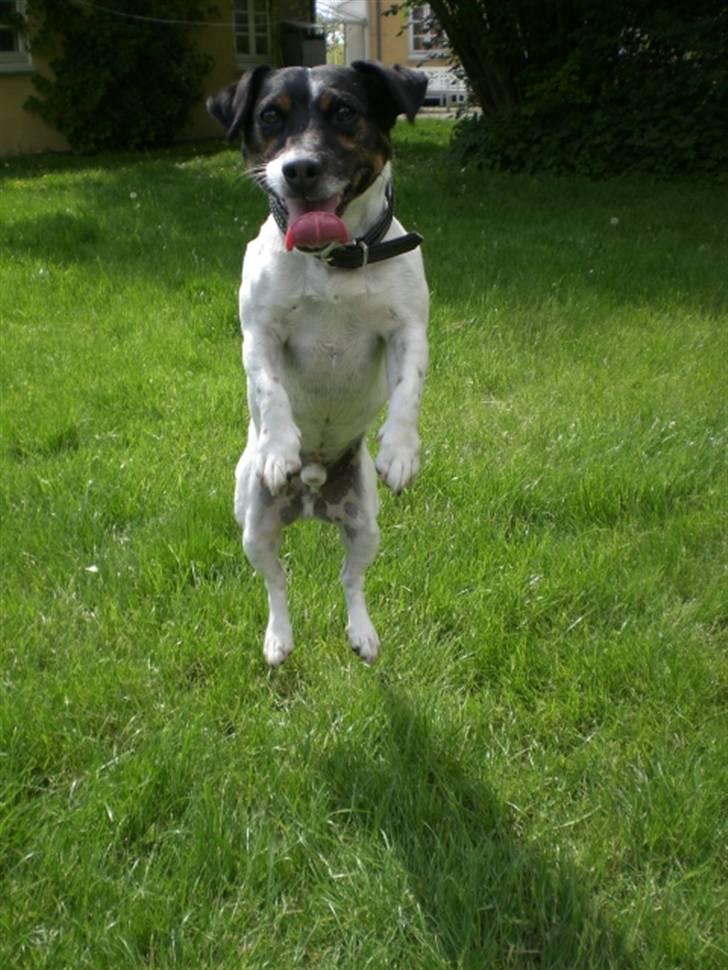 Jack russell terrier Frygtløs billede 15