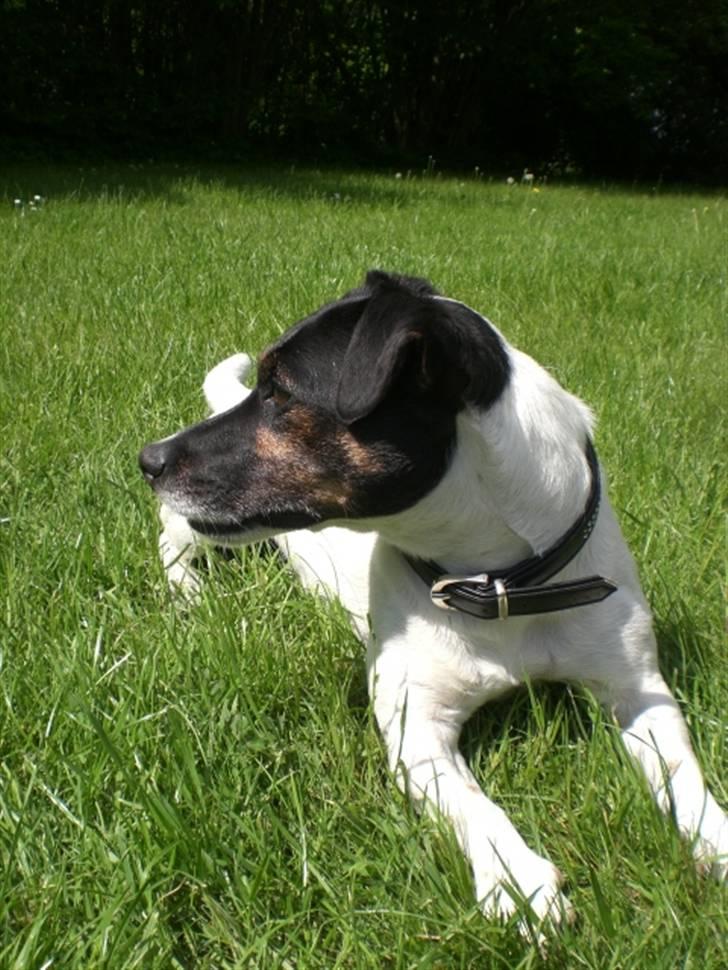 Jack russell terrier Frygtløs billede 16