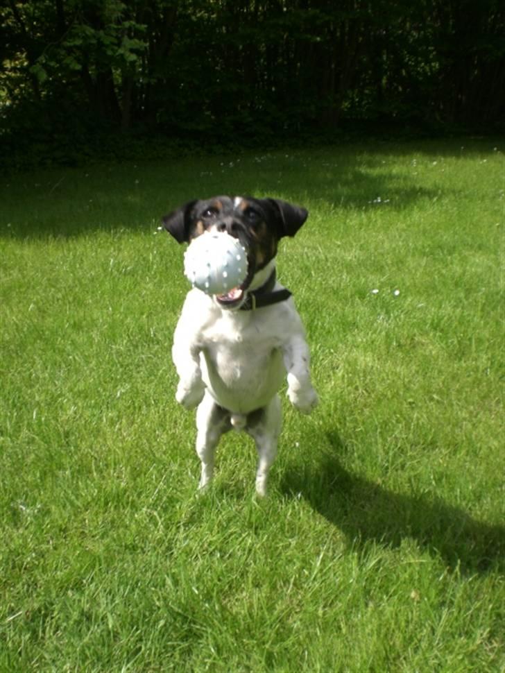 Jack russell terrier Frygtløs billede 17