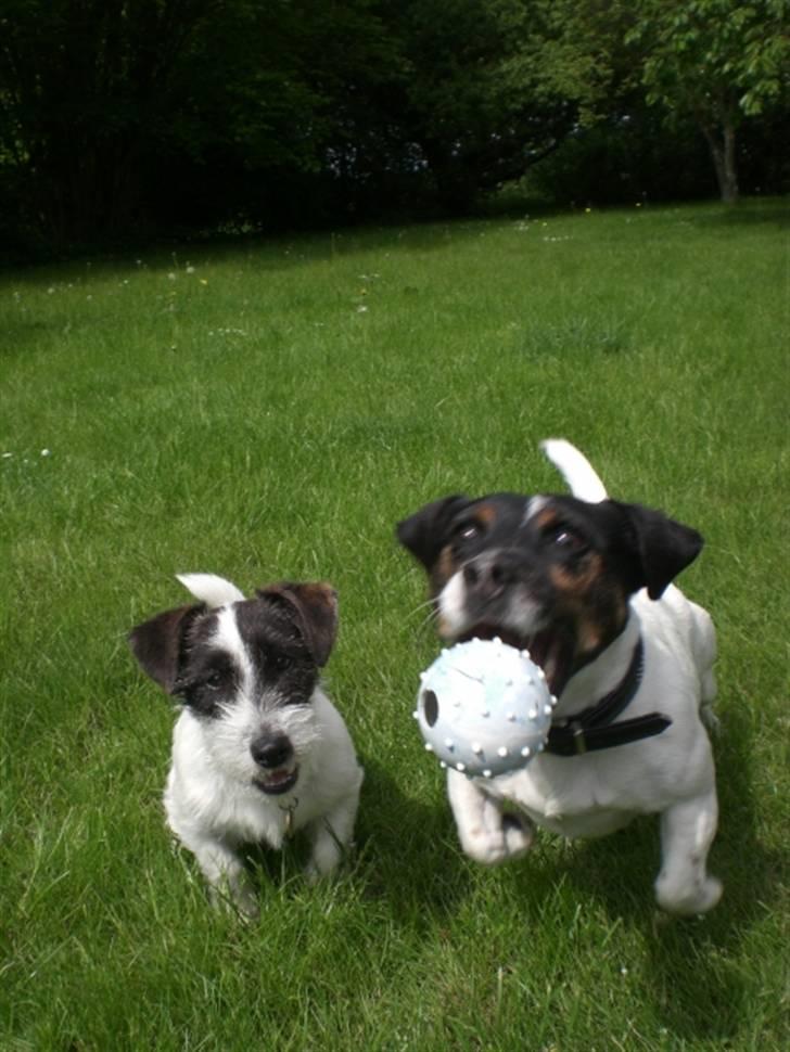Jack russell terrier Frygtløs billede 18