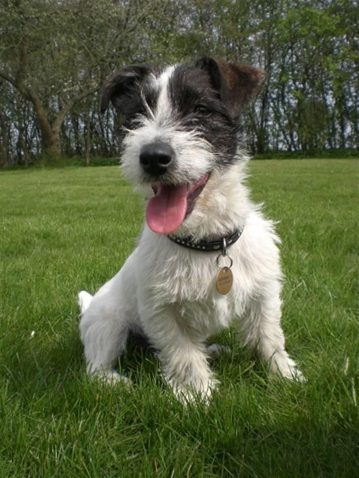 Jack russell terrier Farlig billede 2