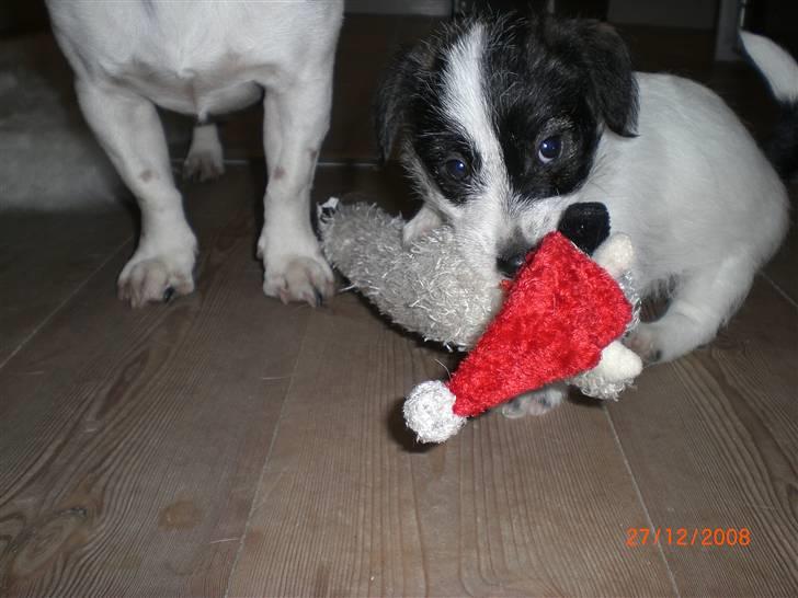 Jack russell terrier Farlig billede 3