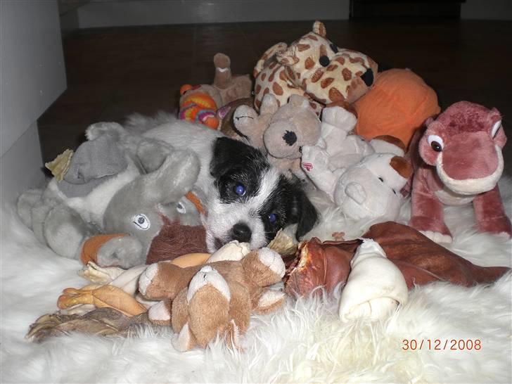 Jack russell terrier Farlig billede 4