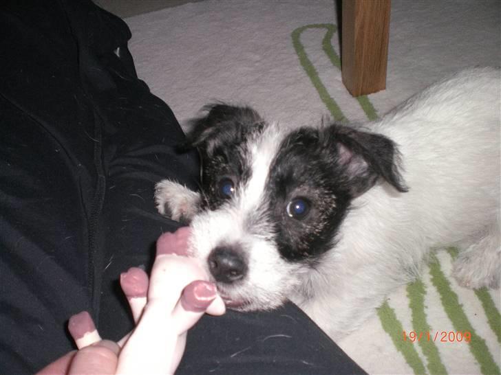 Jack russell terrier Farlig billede 5
