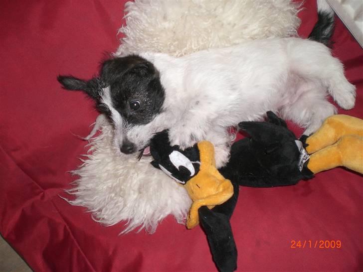 Jack russell terrier Farlig billede 6
