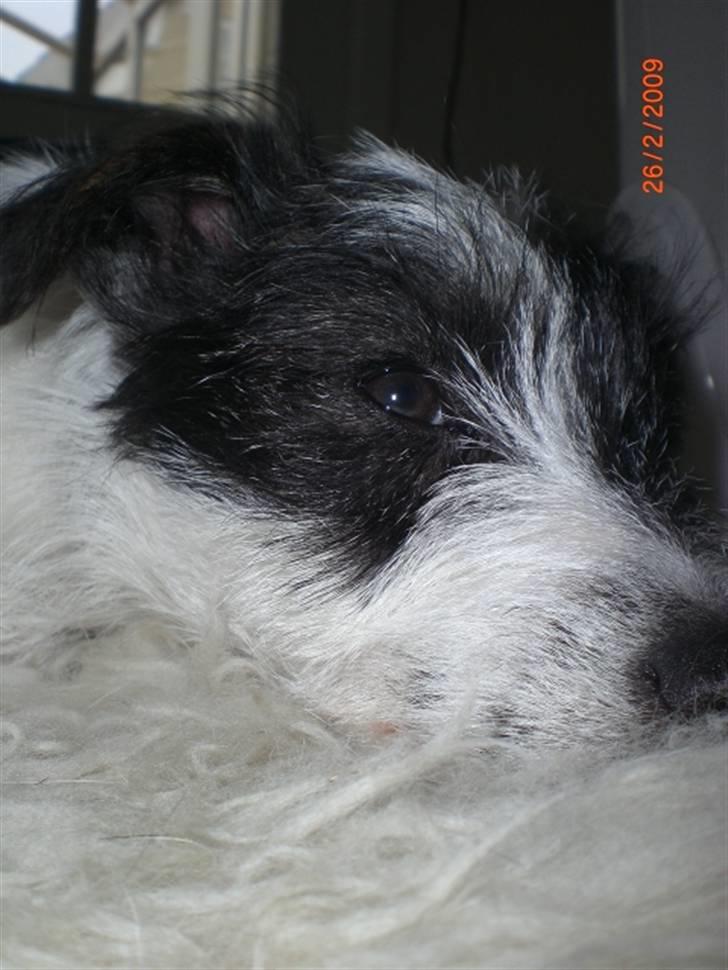 Jack russell terrier Farlig billede 7