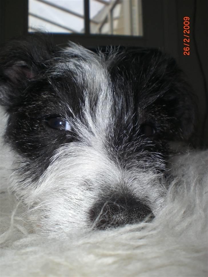 Jack russell terrier Farlig billede 8