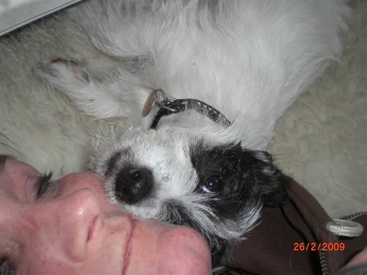 Jack russell terrier Farlig billede 9