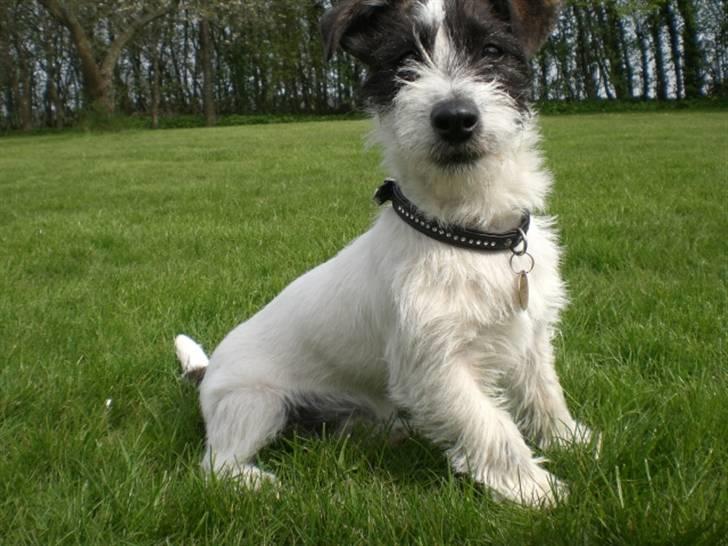 Jack russell terrier Farlig billede 10