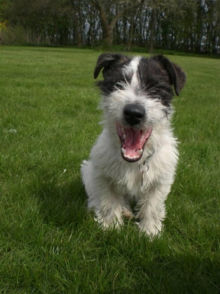 Jack russell terrier Farlig billede 11