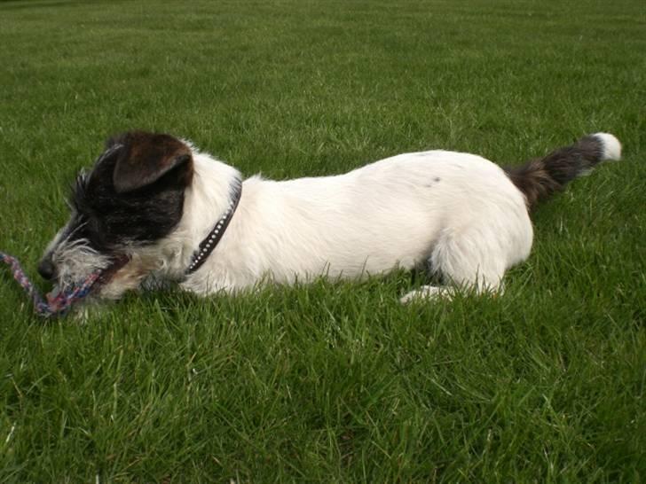 Jack russell terrier Farlig billede 12