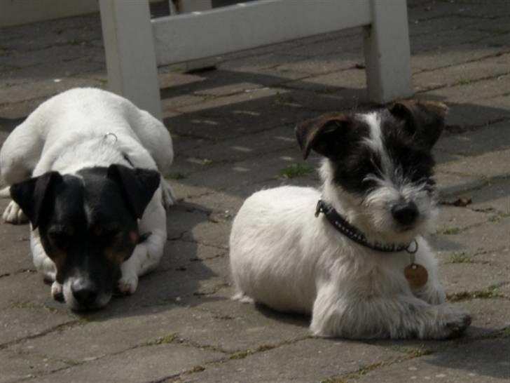 Jack russell terrier Farlig billede 13