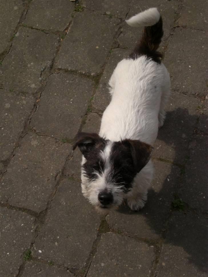 Jack russell terrier Farlig billede 14
