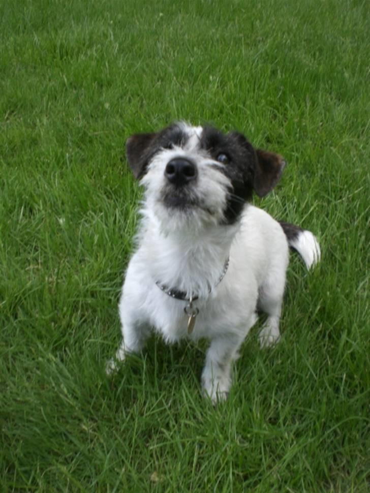 Jack russell terrier Farlig billede 15