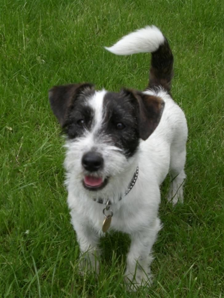 Jack russell terrier Farlig billede 16
