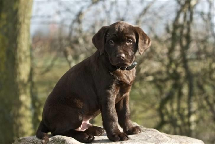 Labrador retriever sofus billede 2