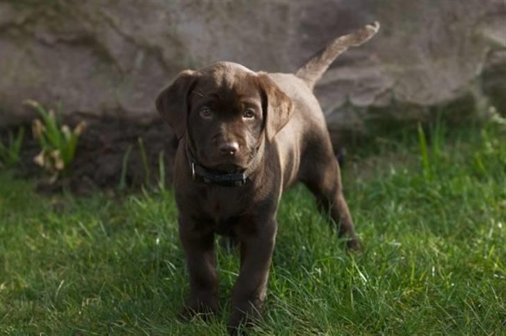 Labrador retriever sofus billede 3