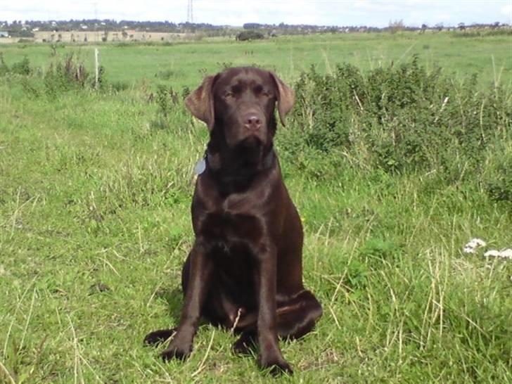 Labrador retriever sofus billede 4