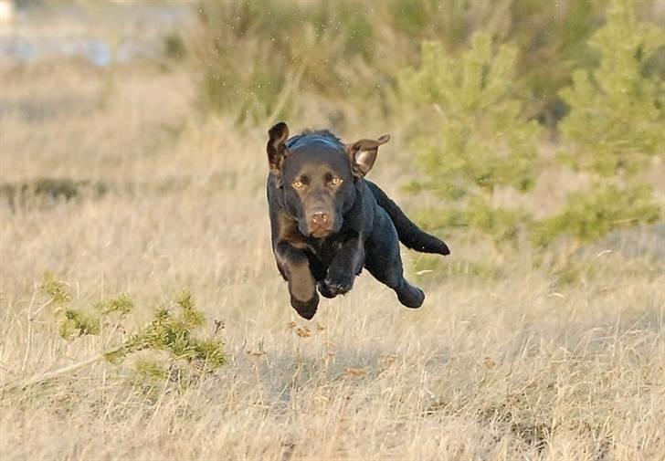 Labrador retriever sofus billede 7