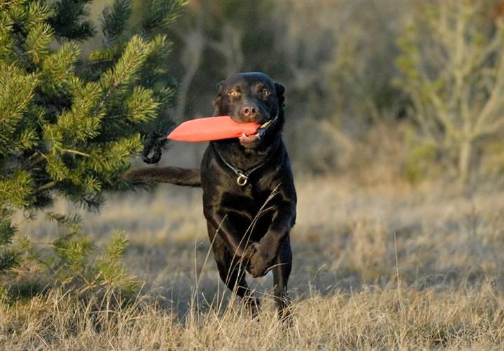 Labrador retriever sofus billede 8