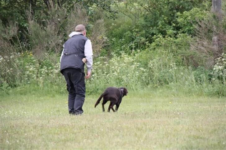 Labrador retriever sofus billede 9