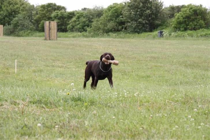 Labrador retriever sofus billede 11