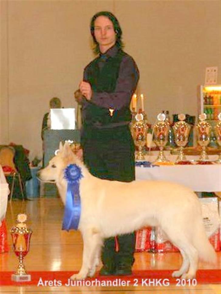 Hvid Schweizisk Hyrdehund Horsebo Vi2 - Martin   Årets Juniorhandler 2010 nr 2 i KHKG   billede 15