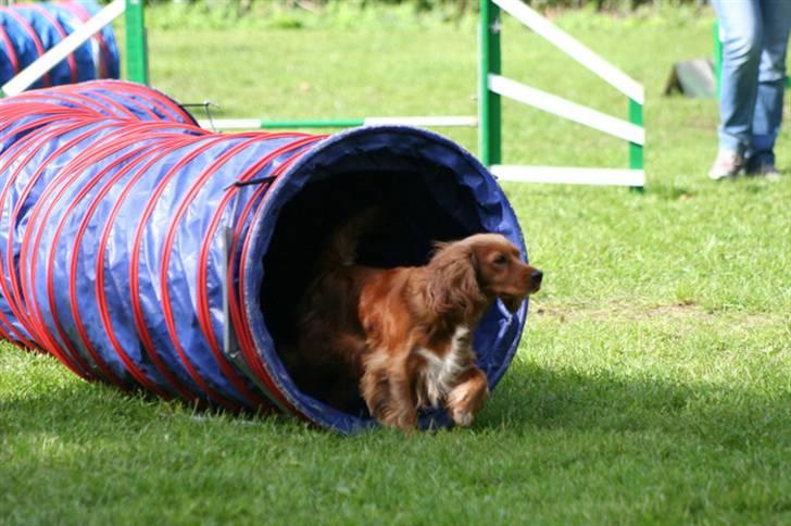 Blanding af racer (Cocker/Cavalier) Holly. - Holly, til agility. I mine øjne, er hun holdets stjerne :-) billede 11