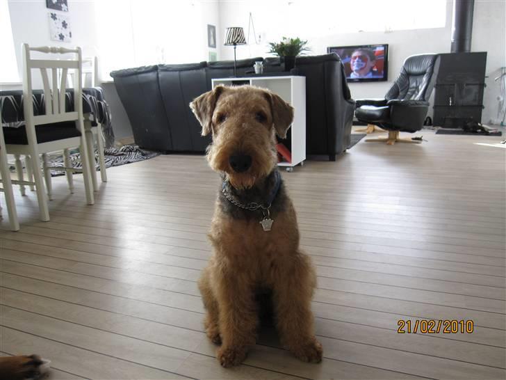 Airedale terrier Spicaway unbraced (Argo) - Hej mor billede 10