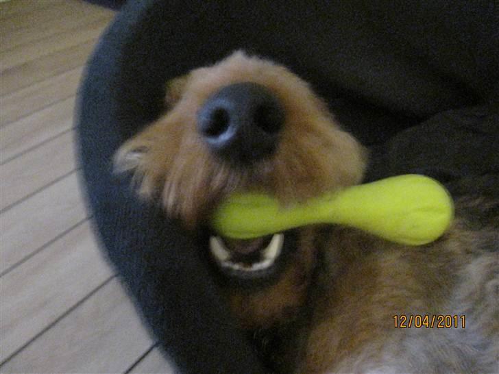 Airedale terrier Spicaway unbraced (Argo) - Argo sover med sit gummiben billede 11