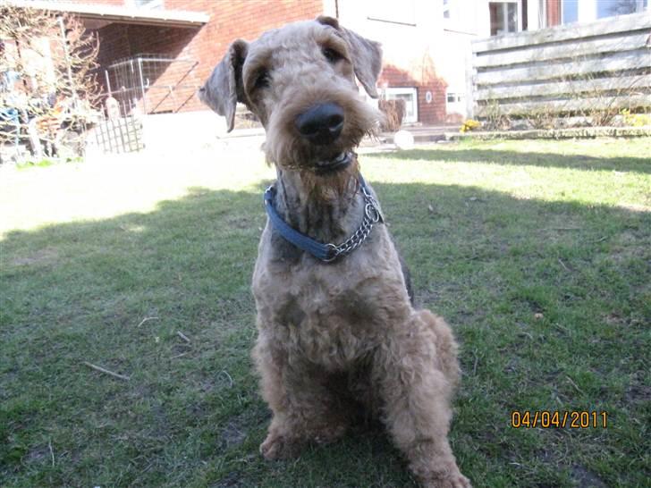 Airedale terrier Spicaway unbraced (Argo) - Klar til ballade. billede 12
